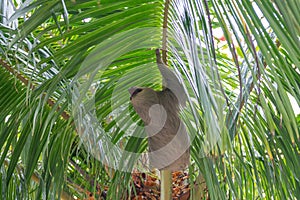 Two-Toed Sloths Megalonychidae in a palm tree photo