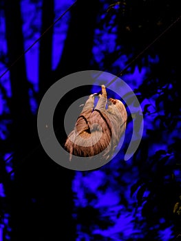 Two-Toed Sloths & x28;Megalonychidae& x29; at night in Costa Rica photo