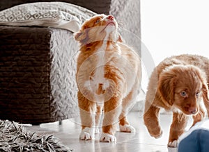 Two Toller Puppies In Bright Room