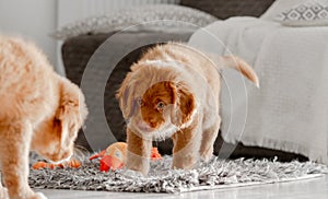 Two Toller Puppies In Bright Room