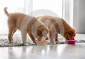 Two Toller Puppies Drink From Bowls At Home