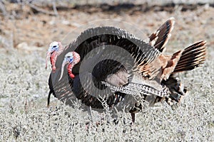 Two tom gobbler turkeys