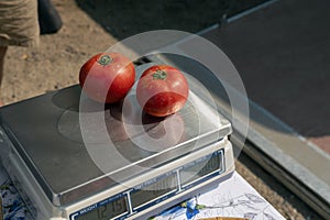 Two tomatoes on a scale at a summer farmer\'s market