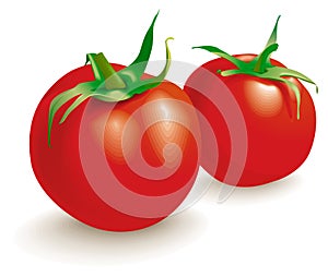 Two tomatoes vegetables.Vector