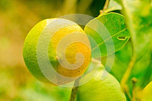 Two-tone bicolor lemon hanging on the lemon tree branch