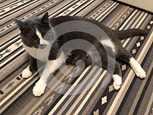 Two-tone cat lies on the carpet