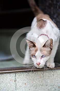 A two tone cat walking down of concrete stairs.