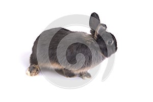 Two tone color netherland dwarf rabbit.