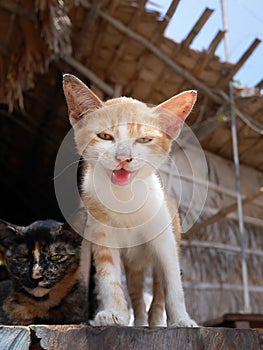 A two tone colors cat, brown & white color cat, standing on the wooden terrace of local Thai style house, staring and hissing to t