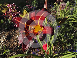 Two tone Daylily , Hemerocallis `Autumn Red`, flaming red with yellow heart