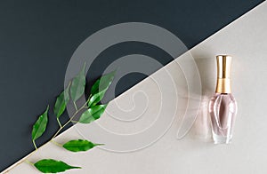 on a two-tone gray-beige background - a bottle of women's perfume and a branch with green leaves.