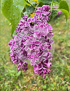 Two-tone lilac flowers with drops.