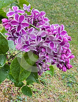 Two-tone lilac flowers. White-purple color.