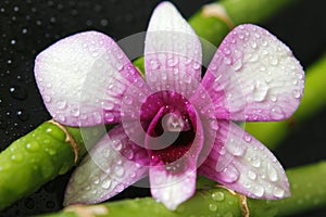 A two-tone orchid posed on bamboo crisscrossed with drops of water on a black background