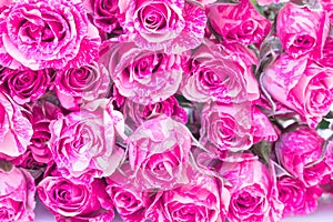 Two-Tone Pink Roses.