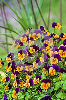 Purple and orange pansy violas blooming in spring photo