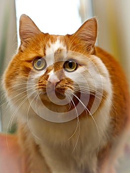 Two-tone red and white spotted cat