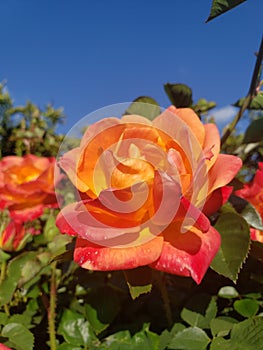 Two tone rose blossoms