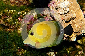 Two tone Tang Fish