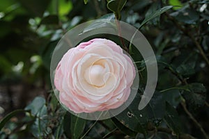 The two toned camelia flower in front view image