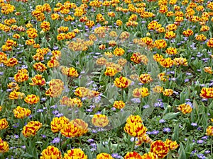 Two toned orange and red tulips and purple asters blooming