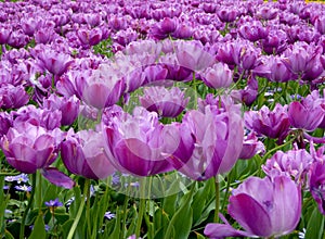Two toned purple tulips blooming