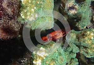 Two Tooth Guard Crab Trapezia bidentata