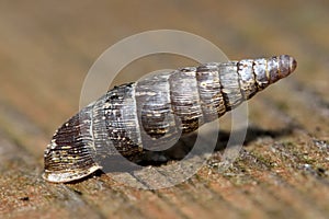 Two toothed door snail (Clausilia bidentata)