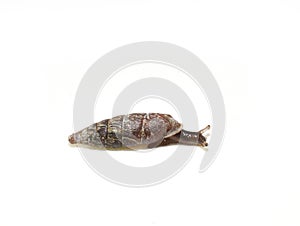 Clausilia bidentata pulmonate snail isolated