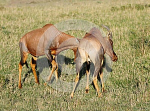 Two Topi antelope fighting