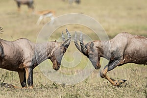 Two topi antelope fighting in Masai Mara in Kenya