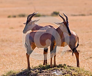 Two Topi Antelope friends