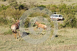 Two Topi antelope in the Masai Mara jungle