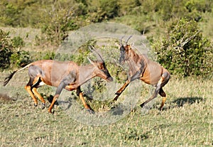 Two Topi antelope playing in the Masai Mara park