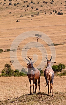 Two Topi Antelopes on duty