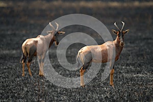 Two topi eye camera in burnt grassland