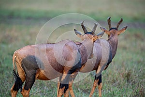 Two Topi look away from the camera in Masai Mara.