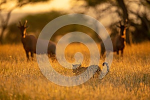 Two topi watch leopard walking through grass