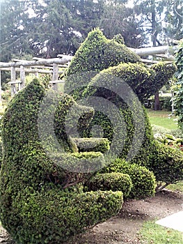 Two Topiary Bears