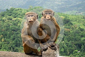 Two Toque Macaques Macaca Sinica In Green Jungle. Cute Wild Monkeys In Nature Habitat, Kandy.