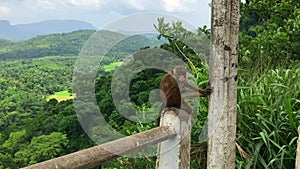 Two Toque Macaques Macaca Sinica siting on the fence in green jungle, red ape. Tropical hills, beautiful landscape, panoramic