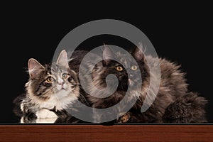 Two Tortoise siberian kittens on black background