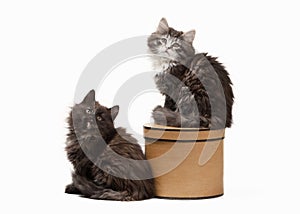 Two Tortoise siberian kittens on white background