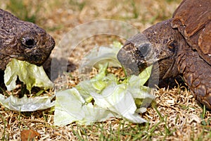 Two Tortoises eating lettuce leaves