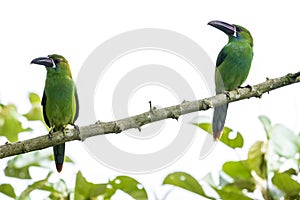 Two Toucanets Perched on the Tree