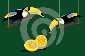 Two toucans