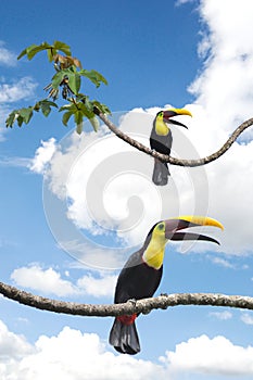 Two Toucans playing together in a tree.