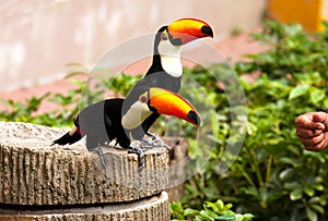 Two Toucans (Ramphastinae) at Jurong Bird Park in Singapore