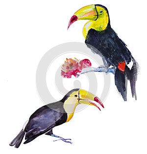 Two Toucans (Ramphastos toco).Watercolor illustration.