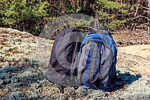Two tourist backpacks on the glade in pine forest